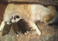 狗宝小姐姐,揭秘网络红人的魅力与影响力