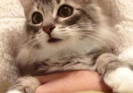 猫腰小姐姐,时尚界的灵动精灵